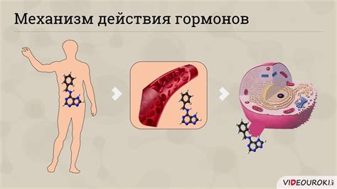 Роль гормонов в процессе созревания овуляционной клетки