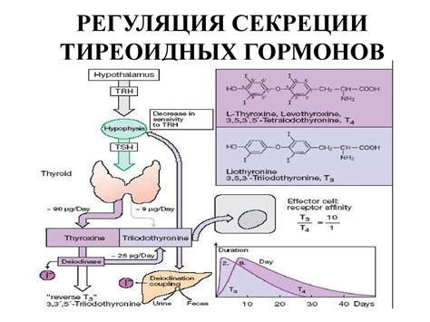 Роль гормонов в регуляции потребности в воде у китавы