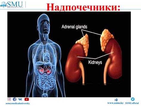 Роль гормонов и значимость желез внутренней секреции