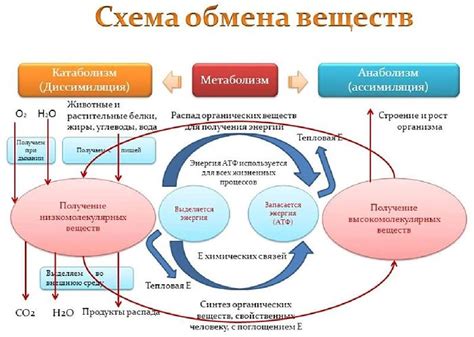 Роль гуараны в ускорении обмена веществ