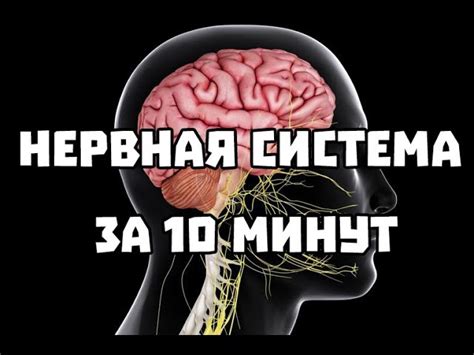 Роль денитроцидного фактора в функционировании нервной системы