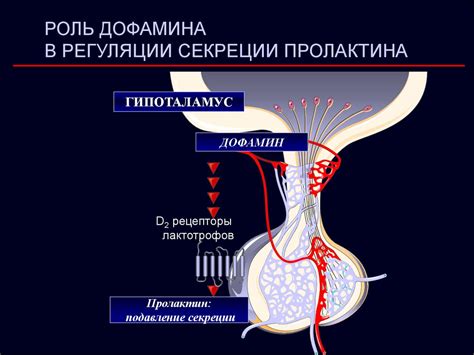 Роль дофамина в регуляции двигательной активности