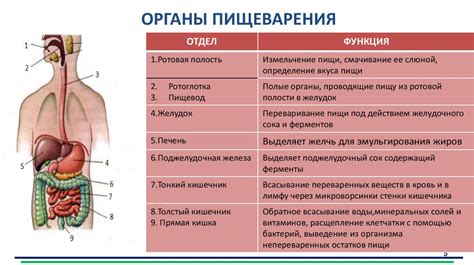 Роль жевания в процессе пищеварения