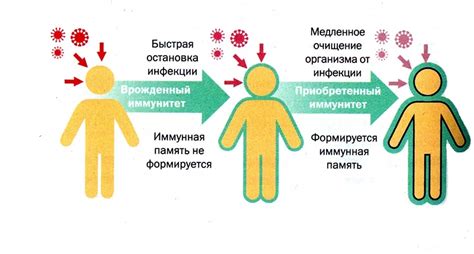 Роль иммунитета в борьбе с ротовирусной инфекцией у детей