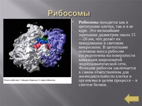 Роль и значение рибосомы в процессе формирования белков: обзор основных аспектов