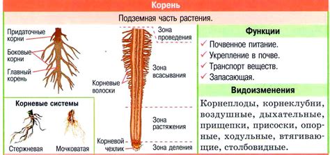 Роль и структура корня в русском языке