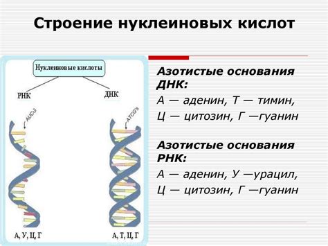 Роль и функции ДНК в организме