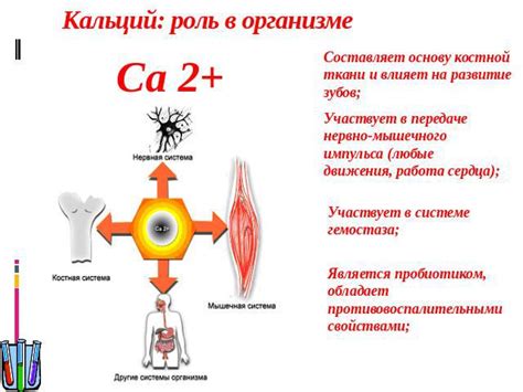 Роль кальция в организме и его воздействие на здоровье