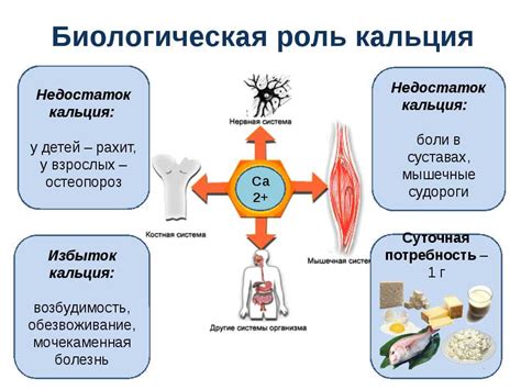 Роль кальция в организме и его источники