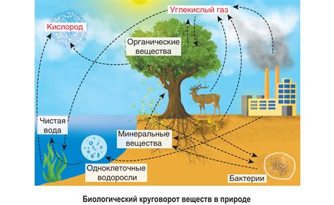 Роль кислорода в жизнедеятельности организмов и экосистемах