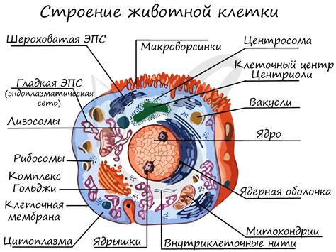 Роль клеточной структуры в организме и ее важность