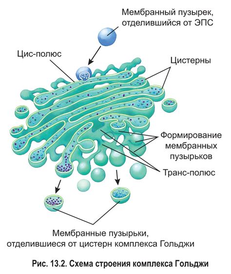 Роль комплекса Гольджи в формировании лизосом