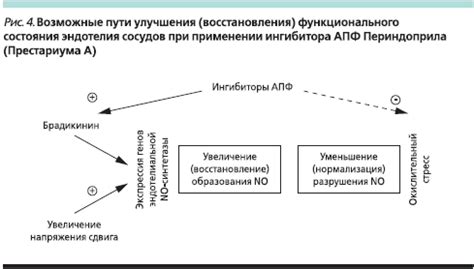 Роль компонентов в составе препаратов престариума А и престариума и их воздействие на организм