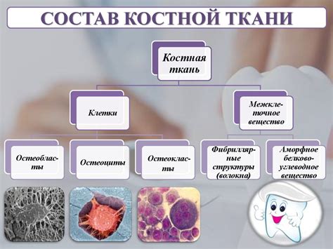 Роль костной ткани в поддержании здоровья челюсти