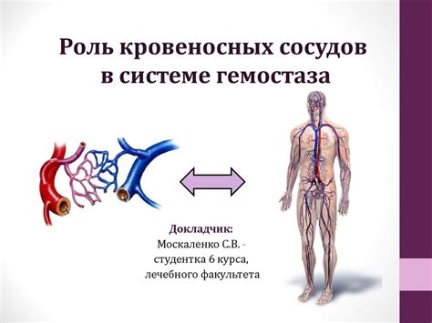 Роль кровеносных сосудов в защите нервной ткани