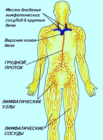 Роль лимфоузлов в левой области паха у женщин