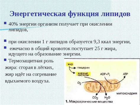 Роль липидов в организме: сохранение баланса и возникновение заболеваний