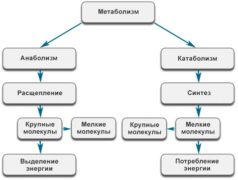 Роль магния в обмене веществ