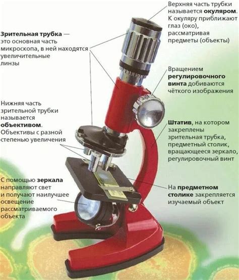 Роль микроскопа в сфере образования