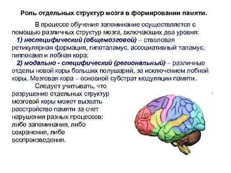 Роль мозга в формировании индивидуальности