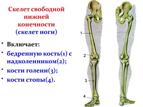 Роль небольшой кости в структуре опорного аппарата нижней конечности