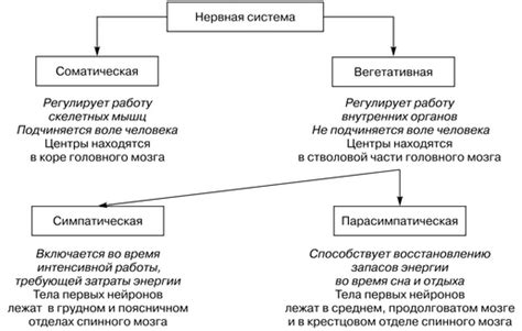 Роль нервной контролирующей системы в приспособлении к физической активности