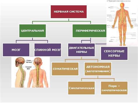 Роль нервной системы в организме