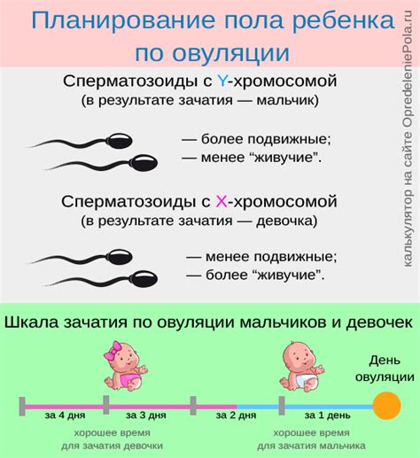 Роль овуляции в определении пола ребенка: ключевое событие зачатия мужского потомства