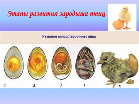 Роль окраски у птиц и ее значение для размножения