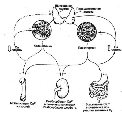 Роль паращитовидных желез в регуляции уровня кальция в организме