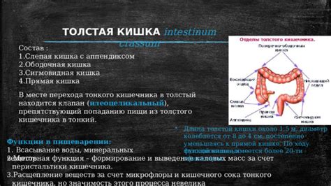 Роль питательных веществ в поддержании здоровой микрофлоры прямой кишки