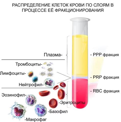 Роль плазмы крови в функционировании организма и ее значимость для медицины