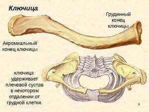 Роль позвоночника в опорно-двигательной системе