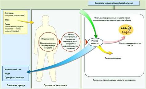 Роль покровного барьера в обеспечении обмена веществ организма
