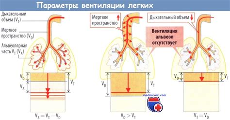 Роль правильной вентиляции легких в повышении атлетических показателей