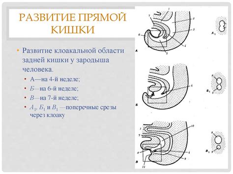 Роль прямой кишки в функционировании пищеварительной системы