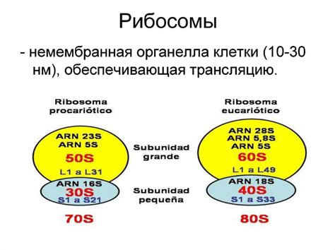 Роль рибосом в синтезе белка