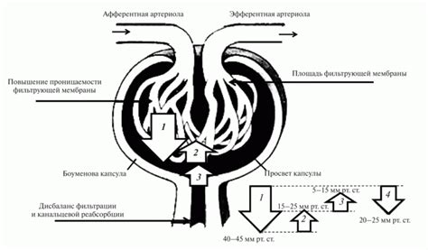 Роль скорости клубочковой фильтрации и ее определение в контексте оценки функции почек