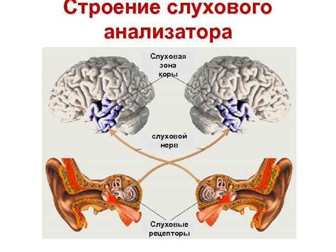 Роль слухового коры в центральной обработке звуковых сигналов в мозге