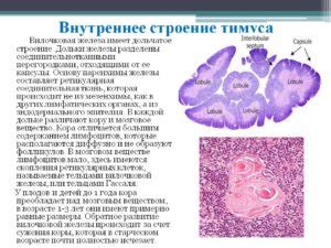 Роль тимуса в организме: важные функции его ткани