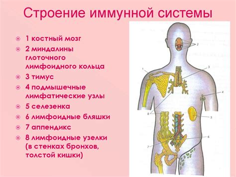 Роль ткани тимуса в формировании иммунной системы