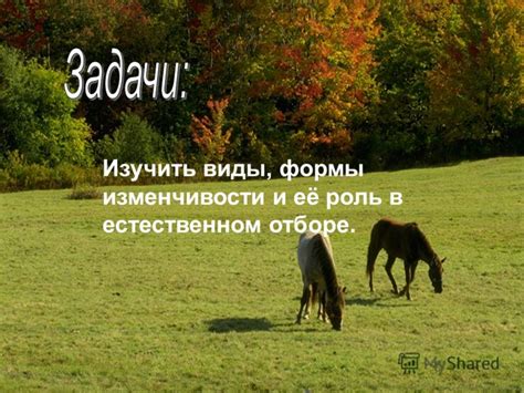 Роль эволюции в сексуальном отборе: связь между притяжением и запахами