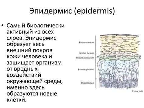 Роль эпидермиса прилепестка