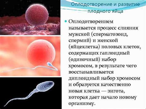 Роль эскапелa в предотвращении нежелательной беременности