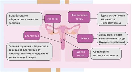 Роль эстрогенов в функционировании репродуктивной системы женщины