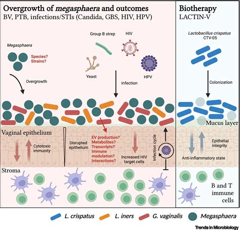 Роль Megasphaera spp в бактериальной вагинозе и здоровье женщин