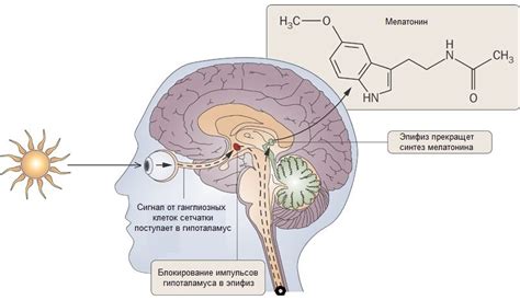 Роль V rising в регуляции мелатонина и его сохранение в организме