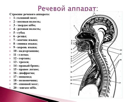 Рост и развитие голоса малышей: важность речевого аппарата