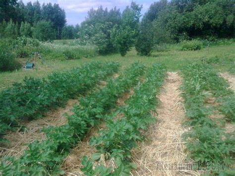 Сборка и закрепление компонентов устройства для мульчирования картофельных грядок