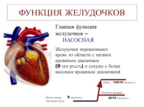 Связь головокружения с низким кровяным давлением и анемией